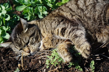 cat lying in the sun