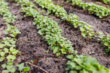 radish leaves in a greenhouse on the ground