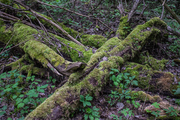 fallen tree with moss