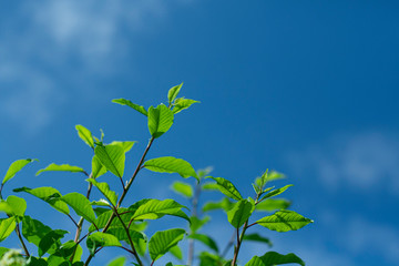 branch of a green bush against the sky