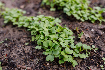 radish leaves in a greenhouse on the ground