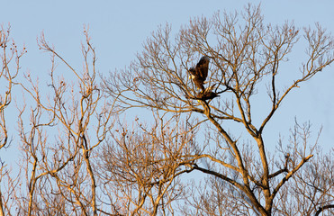 Bald Eagles Mating
