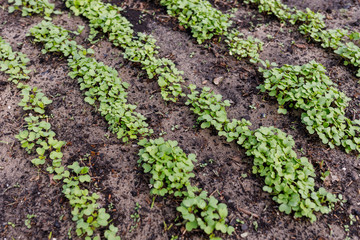 radish leaves in a greenhouse on the ground