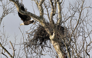 Bald Eagle Flies From Nest