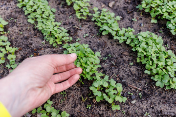radish leaves in a greenhouse on the garden bed with hand