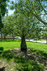 Drzewo w Australii