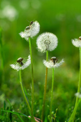 white dandelion in green grass