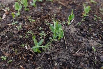 pea sprouts on the ground in a greenhouse