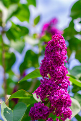 lilac bush against the blue sky