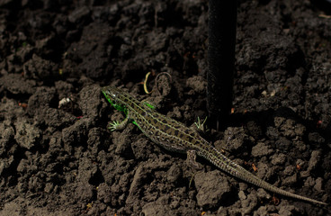 lizard on the ground
