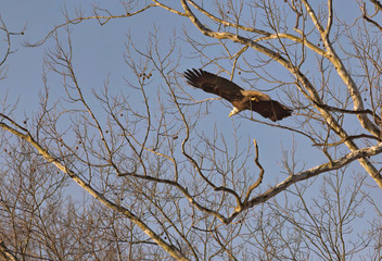 Bald Eagle in Flight 