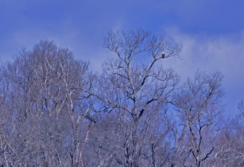 Fototapeta na wymiar Bald Eagle in Tree at a Distance
