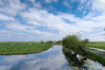 Dutch meadow panoramic landscape. Cobblestone road going through the pastures of green juicy grass....