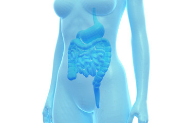 Stomach and Intestine, Female Human Body, Internal Organ, Medical 3D Illustration