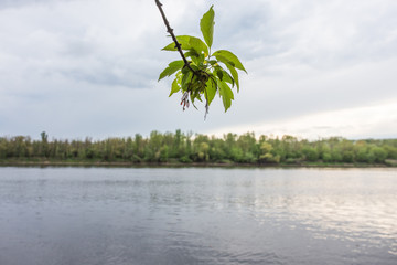 Vistula river bank