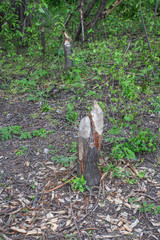 tree damaged by beavers