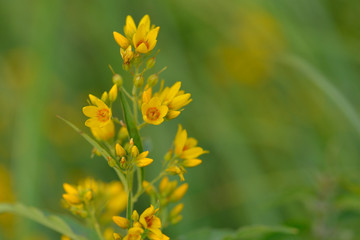 Blüte des Gewöhnlichen Gilbweiderich (Lysimachia vulgaris)	