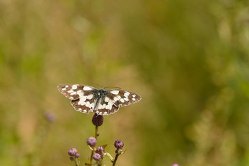 Schachbrett (Schmetterling) Weibchen	