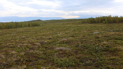 mountain grassland arctic tundra in abisko national park, northern Sweden