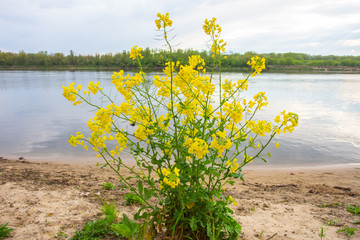 view of the river bank