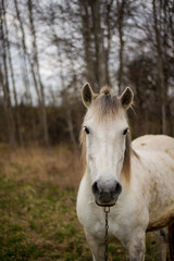 Naklejka na ściany i meble Portrait of a beautifil white horse