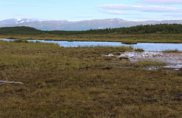 Fototapeta na wymiar Mountain wetland in arctic tundra in abisko national park, northern Sweden