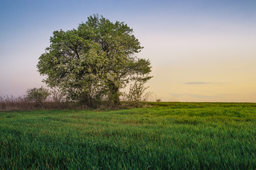 Obraz premium lonely tree in the field
