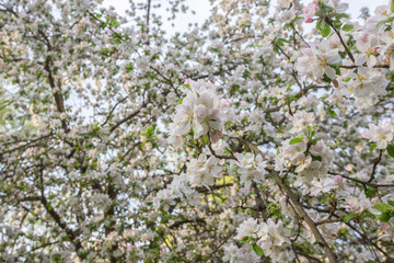 tree flower