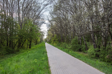 patch for bicycles running throughs the forrest