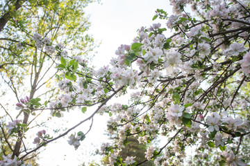 tree flower