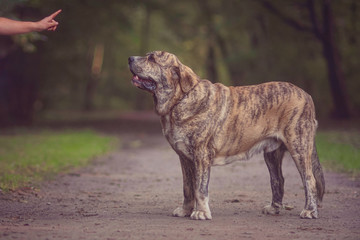 stay command to Spanish Mastiff