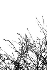 Branches graphics resource, medium size shrub tree black and white branches copy space. Isolated on pure white background.
