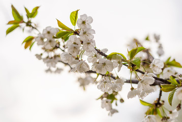 white cherry blossom