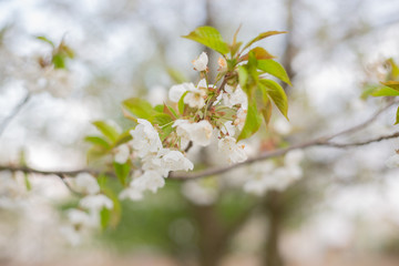 apple tree blossom
