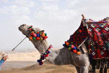 A camel for a ride at Giza Pyramids in Egypt, Cairo 