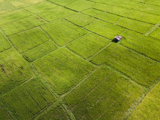 Arial view of old galvanized cottage in rice fields growing. concept agriculture