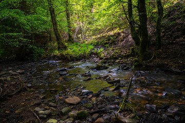 Natürlicher Bach im Wald
