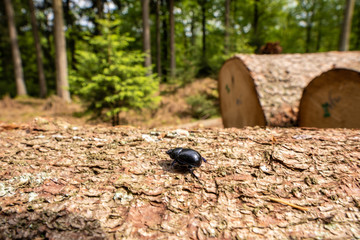 Käfer auf einem Baumstamm 
