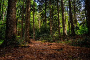 Uriger Wurzel Wanderweg 