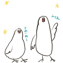 白背景で星を見上げている二匹の白文鳥（文字あり