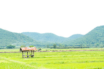 Fototapeta na wymiar Old galvanized cottage in rice fields growing and mountain background