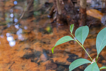 closeup green leaf on water in nature background concept wild nature