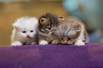 Obraz na płótnie Canvas Close-up Of Kittens On Pet Bed