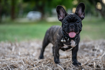 Brindle French bulldog puppy standing alone outside.