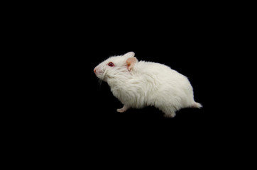 Albino hamster black back
