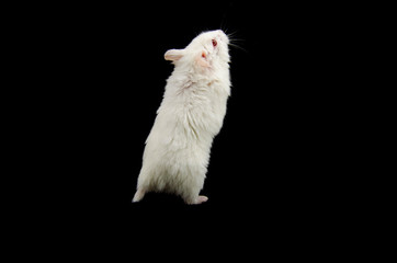 Albino hamster black back