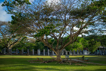 Fototapeta na wymiar a large spreading green tree in a clearing