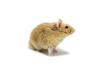 Dwarf hamster white background