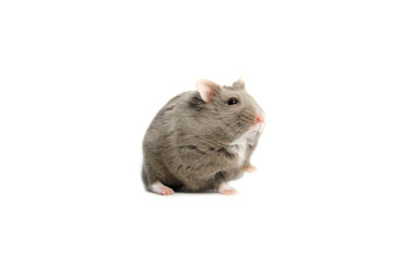Dwarf hamster white background