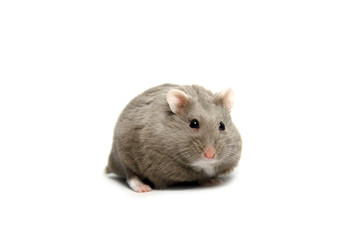 Dwarf hamster white back